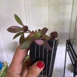 Purple Heart House Plant 