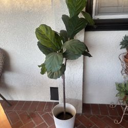Decorative Plant