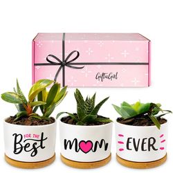 Mini pots.  Beautiful details mother's day