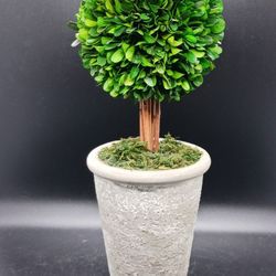 Preserved Boxwood Topiary in Ceramic Container