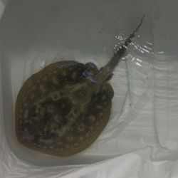 fake yellow stingray decor