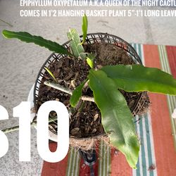 Succulents in big pots