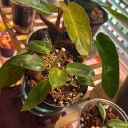 Philodendron Orange Marmalade (Plant Trades!)
