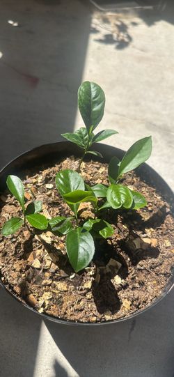 Mexican lime