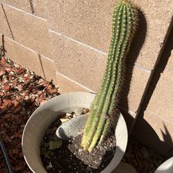 Goddess  Cactus 