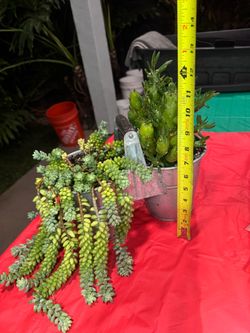 cactus aguja de Eva & Donkey tail