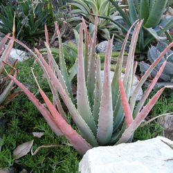 Aloe PORPHYROSTACHYS