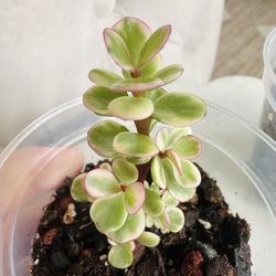 Pink Variegated Elephant Bush (2)