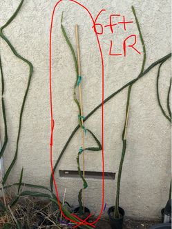 LAVERNE RED-Dragonfruit plant around 6ft