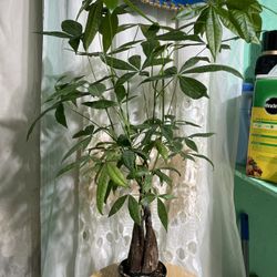 Money Tree 4”$10.00