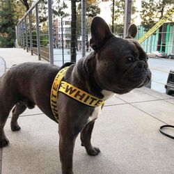 New Avalanche Dog Harness / Collar / Leash for Sale in Huntington Beach, CA  - OfferUp