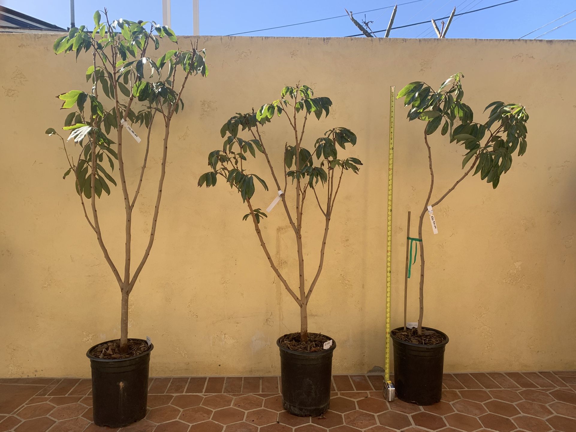Brewster lychee Trees For Sale