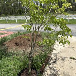 Tabebuia Tree for Sale