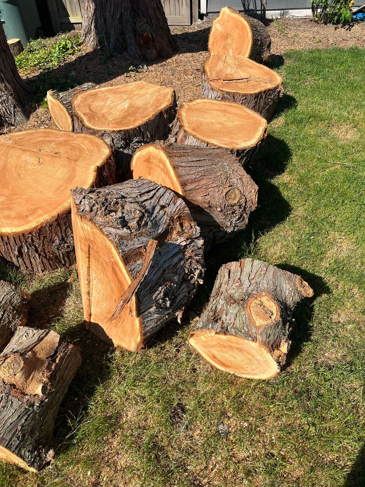 FREE: Western red cedar logs