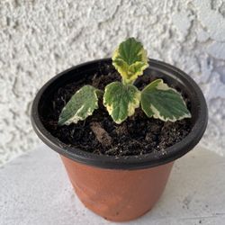 4 Inch Pot Succulent Plant - Swedish Ivy - Plectranthus Forsteri Marginatus Variegated - Established Plant - Drought Resistant - 🪴