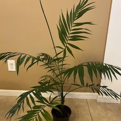 Live Pet-Friendly Neanthe Bella Palm 🪴 — 3 ft Tall