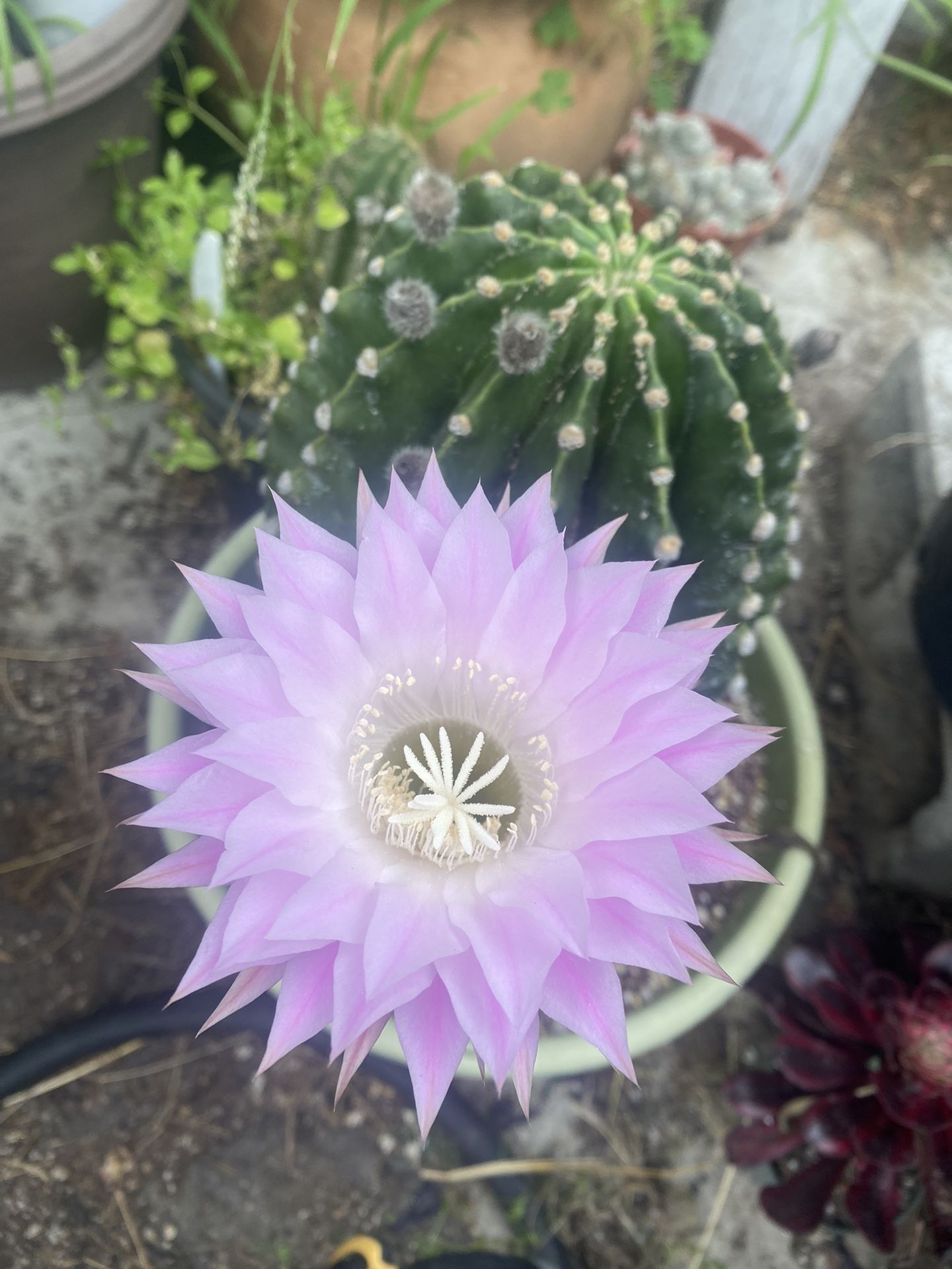 Blooming Big Very Old Cactus Plant, In 5 Gallons Pot Pick Up Only