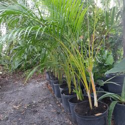 Palm Areca 