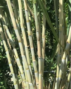 Green Sugarcane Clippings for Rooting