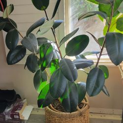 Rubber Plant (Ficus Elastica)