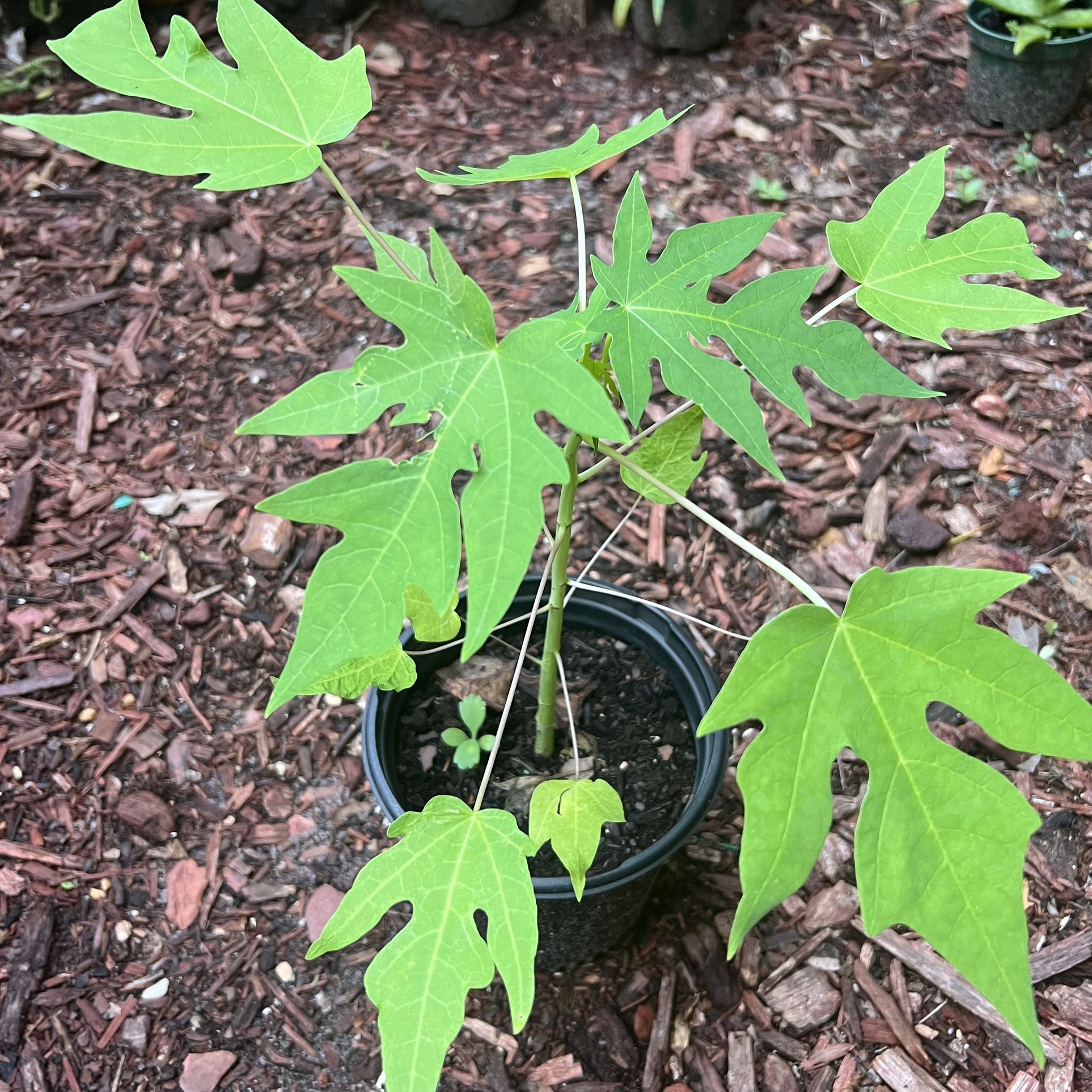 Papaya Plant 🪴