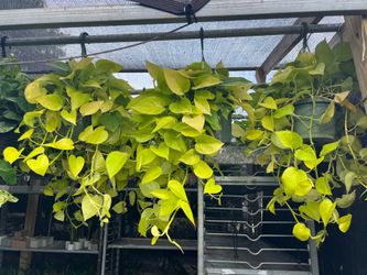 Neon pothos in 8” hanging baskets. SPECIAL PRICE 🤩