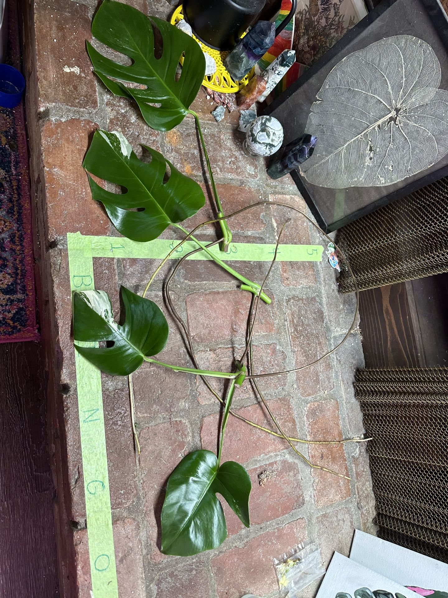 Monstera Mid Cuttings for Sale in Covina, CA OfferUp