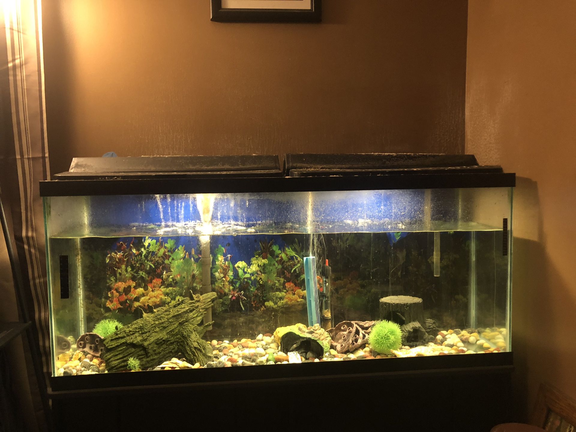 55 gallon fish tank / aquarium with stand
