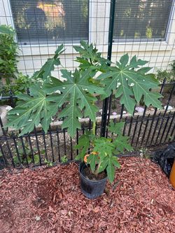 Live Papaya Tree Plant in Pot