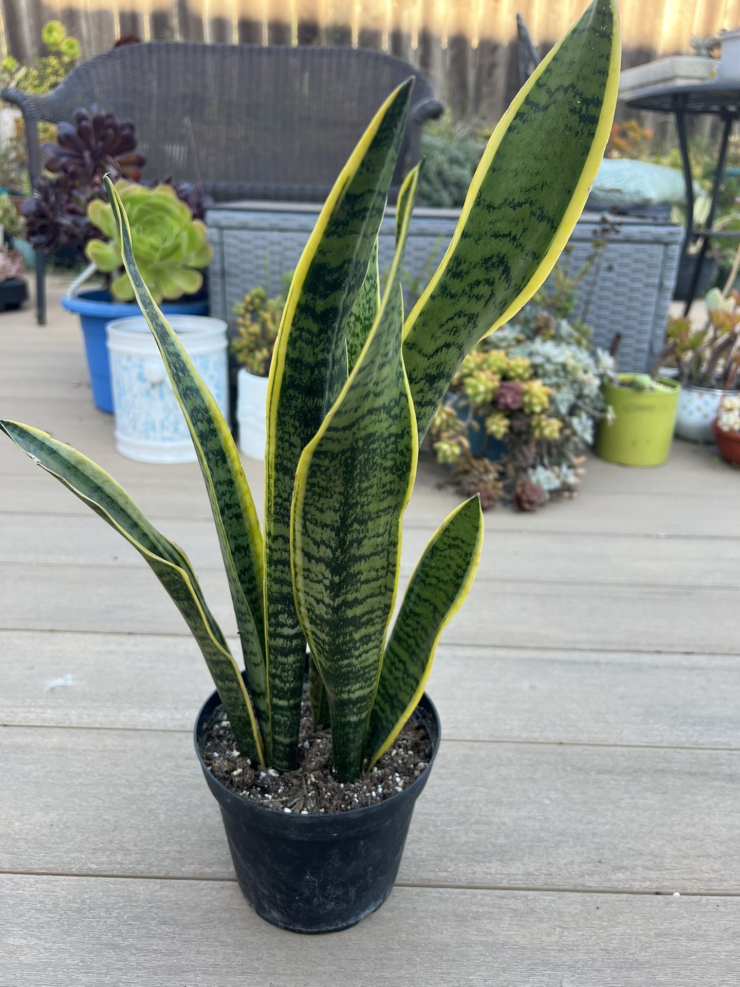 Snake plany, live Plant in a 6” nursery pot. ✔️ profile for more 🪴