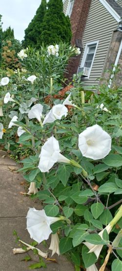 Moonflower