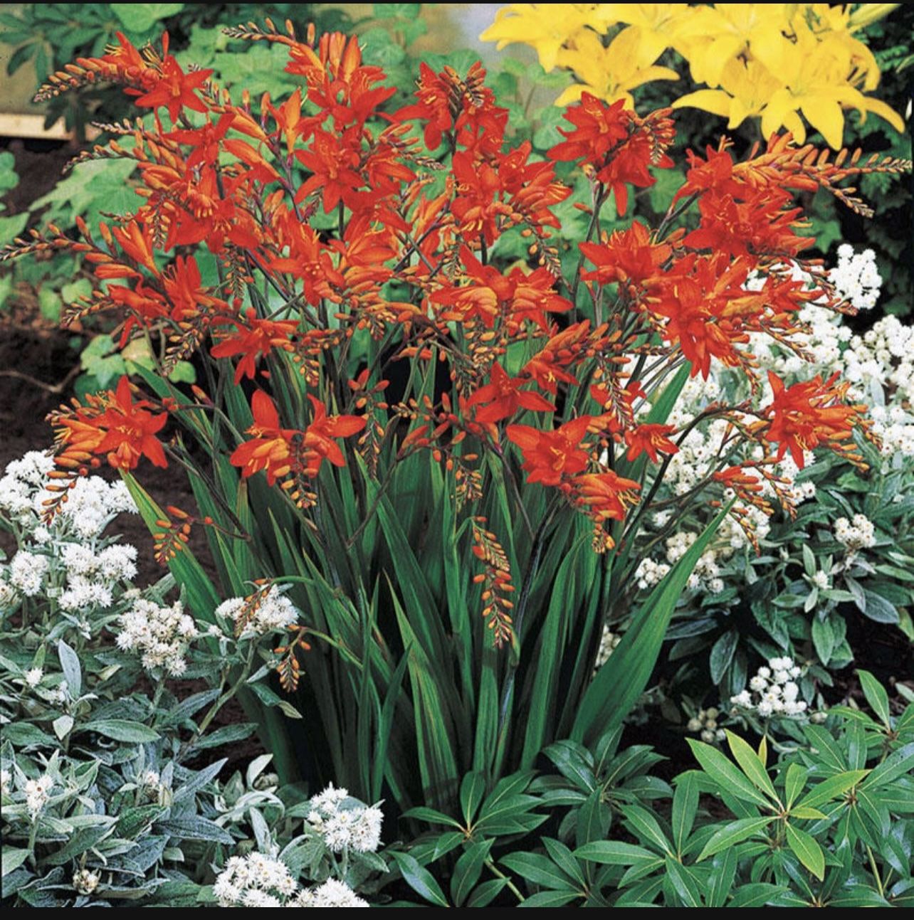 Fire king Crocosmias! Plant Now For Early Summer Blooms!