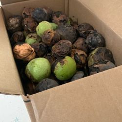 Free Small Box Of Walnuts To Cure—-Pending Th Pick Up 