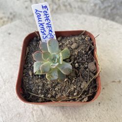 2 Inch Pot Succulent Plant - Rare Echeveria Laulensis - Established - Drought Resistant 🪴 Perfect Baby & Wedding Shower Favors 