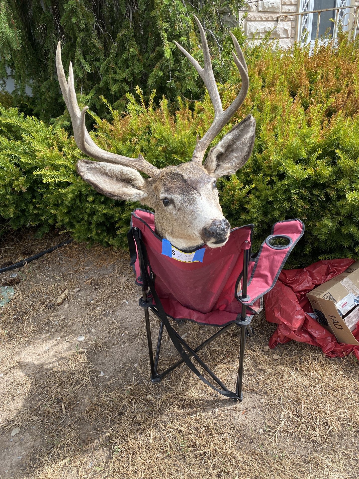 8-Point Buck Mount