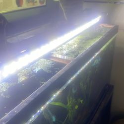 Aquarium Light, Grows Plants