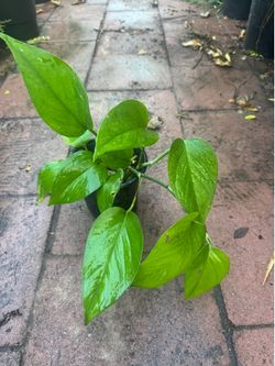Pothos