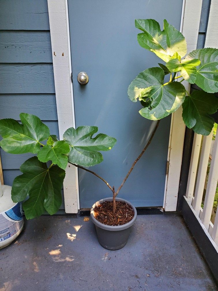 Italian Honey Fig Fruit Tree - Lattarulla