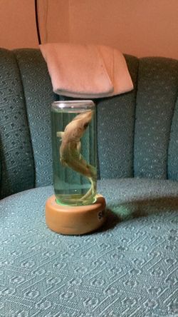 Shark