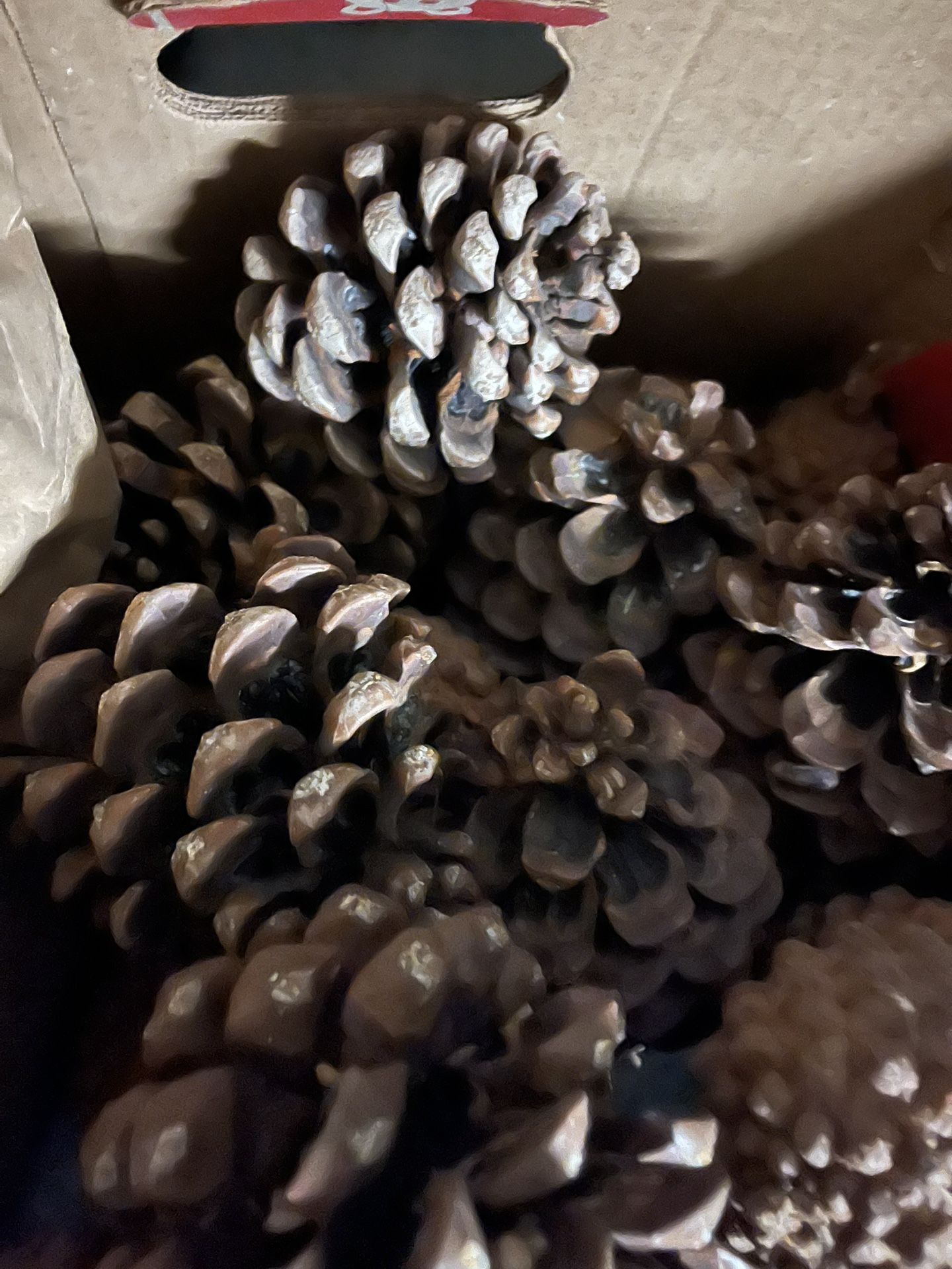 Poinsettias & Pine Cones