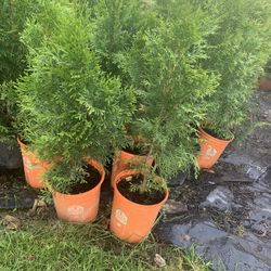 Arborvitae Trees 