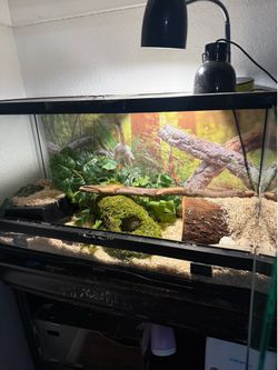 Ball python enclosure comes with ball python