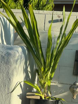 Hawaiian spider lily