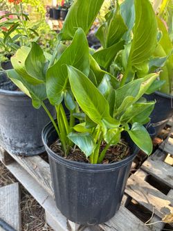 Calla Lily
