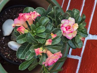 Rosa del decierto