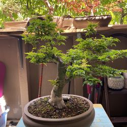 jade tree money tree Crassula ovata Succulents - Jade Plant - Money Plant | Hortology main image 1