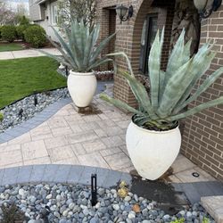 Agaves For Sale