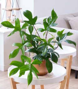 Lush trailing Philodendron Florida Green plant/ indoor plant/ house Plant/ flower patio garden