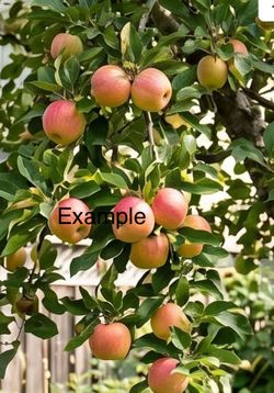 ULTRA DWARF AMBROSIA Apple tree