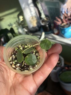 Hoya obcordata